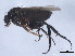  ( - 10JSROW-0046)  @12 [ ] CreativeCommons - Attribution (2010) CBG Photography Group Centre for Biodiversity Genomics
