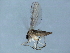  ( - 10JSROW-0210)  @12 [ ] CreativeCommons - Attribution (2010) CBG Photography Group Centre for Biodiversity Genomics