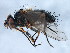  ( - 10JSROW-0280)  @13 [ ] CreativeCommons - Attribution (2010) CBG Photography Group Centre for Biodiversity Genomics