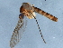  ( - 10JSROW-0338)  @13 [ ] CreativeCommons - Attribution (2010) CBG Photography Group Centre for Biodiversity Genomics