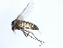  ( - 10JSROW-0382)  @12 [ ] CreativeCommons - Attribution (2010) CBG Photography Group Centre for Biodiversity Genomics
