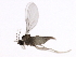  (Peromyia borealis - 10JSROW-0389)  @12 [ ] CreativeCommons - Attribution (2010) CBG Photography Group Centre for Biodiversity Genomics