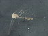  ( - 10JSROW-0447)  @13 [ ] CreativeCommons - Attribution (2010) CBG Photography Group Centre for Biodiversity Genomics