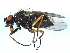  (Hylemya sp. Schuehli 28.iv.01 - 10JSROW-0459)  @13 [ ] CreativeCommons - Attribution (2010) CBG Photography Group Centre for Biodiversity Genomics