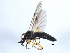  ( - 10JSROW-0518)  @12 [ ] CreativeCommons - Attribution (2010) CBG Photography Group Centre for Biodiversity Genomics