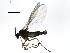  ( - 10JSROW-0596)  @12 [ ] CreativeCommons - Attribution (2010) CBG Photography Group Centre for Biodiversity Genomics