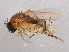  (Megaselia pongsaiae - 10JSROW-0674)  @13 [ ] CreativeCommons - Attribution (2011) CBG Photography Group Centre for Biodiversity Genomics