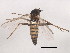  ( - 10JSROW-0703)  @12 [ ] CreativeCommons - Attribution (2011) CBG Photography Group Centre for Biodiversity Genomics