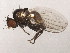  (Liriomyza morio - 10JSROW-0720)  @14 [ ] CreativeCommons - Attribution (2011) CBG Photography Group Centre for Biodiversity Genomics