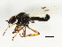  (Bibio abbreviatus - 10JSROW-0745)  @13 [ ] CreativeCommons - Attribution (2010) CBG Photography Group Centre for Biodiversity Genomics