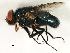  ( - 10JSROW-0757)  @14 [ ] CreativeCommons - Attribution (2010) CBG Photography Group Centre for Biodiversity Genomics