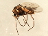  (Procladius pruinosus - 10JSROW-0793)  @14 [ ] CreativeCommons - Attribution (2010) CBG Photography Group Centre for Biodiversity Genomics