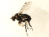  ( - 10JSROW-0806)  @13 [ ] CreativeCommons - Attribution (2010) CBG Photography Group Centre for Biodiversity Genomics