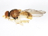  ( - 10JSROW-0978)  @13 [ ] CreativeCommons - Attribution (2011) CBG Photography Group Centre for Biodiversity Genomics