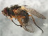  ( - 10JSROW-1020)  @13 [ ] CreativeCommons - Attribution (2010) CBG Photography Group Centre for Biodiversity Genomics