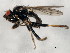  ( - 10JSROW-1045)  @12 [ ] CreativeCommons - Attribution (2010) CBG Photography Group Centre for Biodiversity Genomics