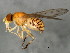  ( - 10JSROW-1049)  @13 [ ] CreativeCommons - Attribution (2010) CBG Photography Group Centre for Biodiversity Genomics