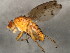  ( - 10JSROW-1059)  @13 [ ] CreativeCommons - Attribution (2010) CBG Photography Group Centre for Biodiversity Genomics