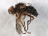  ( - 10JSROW-1229)  @12 [ ] CreativeCommons - Attribution (2011) CBG Photography Group Centre for Biodiversity Genomics