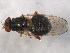  ( - 10JSROW-1236)  @13 [ ] CreativeCommons - Attribution (2011) CBG Photography Group Centre for Biodiversity Genomics