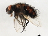  ( - 10JSROW-1271)  @13 [ ] CreativeCommons - Attribution (2010) CBG Photography Group Centre for Biodiversity Genomics