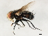  ( - 10JSROW-1280)  @13 [ ] CreativeCommons - Attribution (2010) CBG Photography Group Centre for Biodiversity Genomics