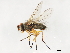  ( - 10JSROW-1281)  @13 [ ] CreativeCommons - Attribution (2010) CBG Photography Group Centre for Biodiversity Genomics