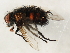  ( - 10JSROW-1336)  @13 [ ] CreativeCommons - Attribution (2010) CBG Photography Group Centre for Biodiversity Genomics