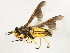  ( - 10JSROW-1338)  @13 [ ] CreativeCommons - Attribution (2010) CBG Photography Group Centre for Biodiversity Genomics