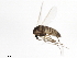  ( - 10JSROW-1404)  @12 [ ] CreativeCommons - Attribution (2011) CBG Photography Group Centre for Biodiversity Genomics