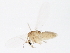  ( - 10JSROW-1573)  @13 [ ] CreativeCommons - Attribution (2011) CBG Photography Group Centre for Biodiversity Genomics