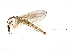 ( - 10JSROW-1650)  @12 [ ] CreativeCommons - Attribution (2011) CBG Photography Group Centre for Biodiversity Genomics