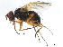  ( - 10JSROW-1710)  @13 [ ] CreativeCommons - Attribution (2011) CBG Photography Group Centre for Biodiversity Genomics