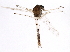  ( - 10JSROW-1725)  @12 [ ] CreativeCommons - Attribution (2011) CBG Photography Group Centre for Biodiversity Genomics