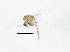  ( - 10JSROW-1766)  @13 [ ] CreativeCommons - Attribution (2011) CBG Photography Group Centre for Biodiversity Genomics