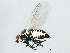  (Phytomyza cichorii - 10JSROW-1774)  @12 [ ] CreativeCommons - Attribution (2010) CBG Photography Group Centre for Biodiversity Genomics