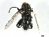  ( - 10JSROW-1801)  @13 [ ] CreativeCommons - Attribution (2011) CBG Photography Group Centre for Biodiversity Genomics