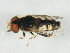  ( - 10JSROW-1812)  @13 [ ] CreativeCommons - Attribution (2011) CBG Photography Group Centre for Biodiversity Genomics