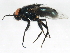  (Protocalliphora sialia - 10JSROW-1828)  @14 [ ] CreativeCommons - Attribution (2011) CBG Photography Group Centre for Biodiversity Genomics