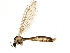  ( - 10JSROW-1829)  @13 [ ] CreativeCommons - Attribution (2011) CBG Photography Group Centre for Biodiversity Genomics