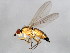  ( - BIOUG00819-F03)  @13 [ ] CreativeCommons - Attribution (2011) CBG Photography Group Centre for Biodiversity Genomics