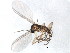  ( - BIOUG00819-H11)  @12 [ ] CreativeCommons - Attribution (2011) CBG Photography Group Centre for Biodiversity Genomics