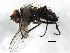  (Zaira sp. 1 - BIOUG00825-B11)  @13 [ ] CreativeCommons - Attribution (2011) CBG Photography Group Centre for Biodiversity Genomics