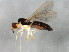  ( - BIOUG00825-C06)  @13 [ ] CreativeCommons - Attribution (2011) CBG Photography Group Centre for Biodiversity Genomics