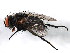  ( - BIOUG00825-D05)  @14 [ ] CreativeCommons - Attribution (2011) CBG Photography Group Centre for Biodiversity Genomics