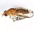  ( - BIOUG00855-A04)  @13 [ ] CreativeCommons - Attribution (2011) CBG Photography Group Centre for Biodiversity Genomics