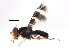  (Herina - BIOUG00855-D01)  @14 [ ] CreativeCommons - Attribution (2011) CBG Photography Group Centre for Biodiversity Genomics