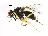  ( - BIOUG00855-H04)  @13 [ ] CreativeCommons - Attribution (2011) CBG Photography Group Centre for Biodiversity Genomics