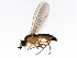  ( - BIOUG00832-F06)  @13 [ ] CreativeCommons - Attribution (2011) CBG Photography Group Centre for Biodiversity Genomics