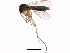 (Mycetophila sp. CJB5 - BIOUG00860-B09)  @14 [ ] CreativeCommons - Attribution (2011) CBG Photography Group Centre for Biodiversity Genomics